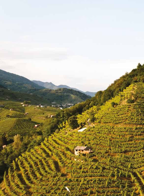 Vigneti in forte pendenza sulle colline di Valdobbiadene, terra del Prosecco Superiore Bisol1542