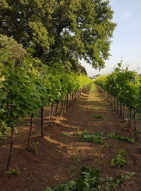 Filari di vite tra alberi secolari nella tenuta Casale Marchese, nel territorio del Frascati