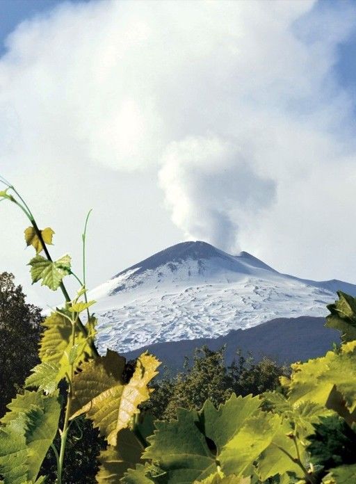 L'Etna innevato con il pennacchio di fumo, visto tra le foglie di vite dei vigneti Firriato