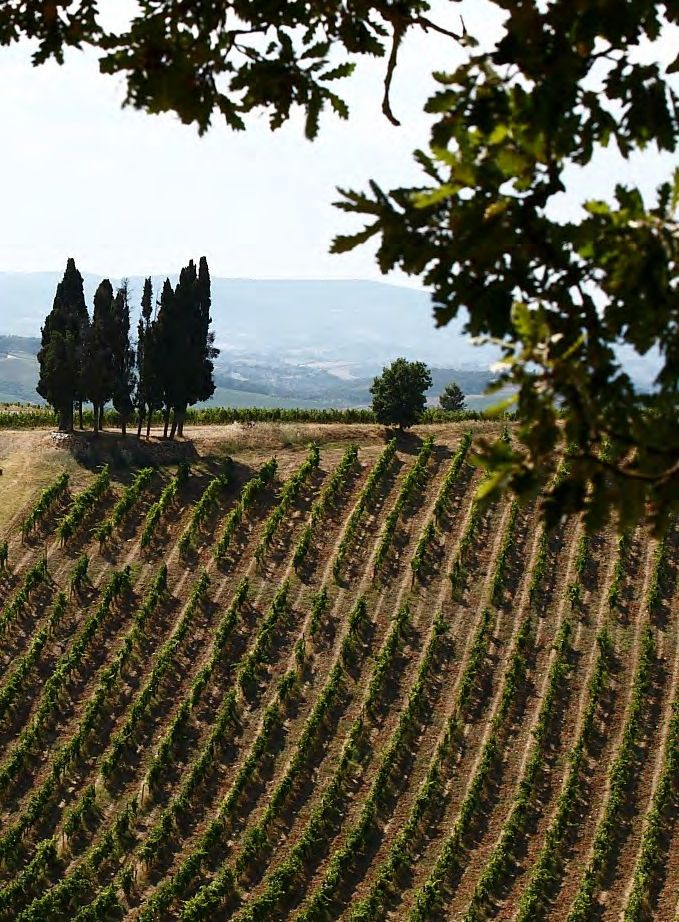 Vigneti e cipressi sulle colline del Chianti Classico, tenuta San Leonino