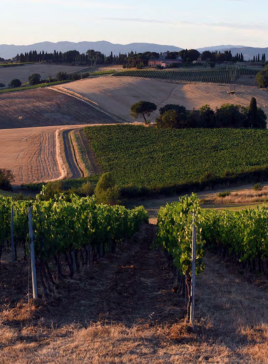 Colline coltivate e filari di Tenuta Trerose a Montepulciano