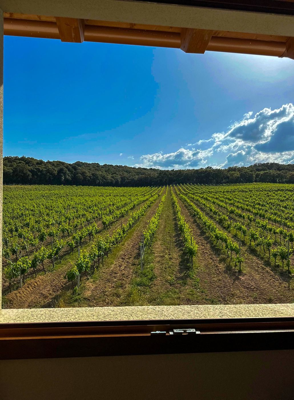Filari di vigneto in Gallura visti da una finestra della cantina Tenute Gregu